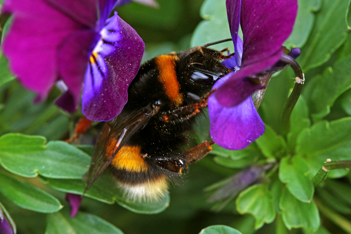 Canon EF 100mm F2.8 Macro USM sample photo. Bumblebee & vilolets photography