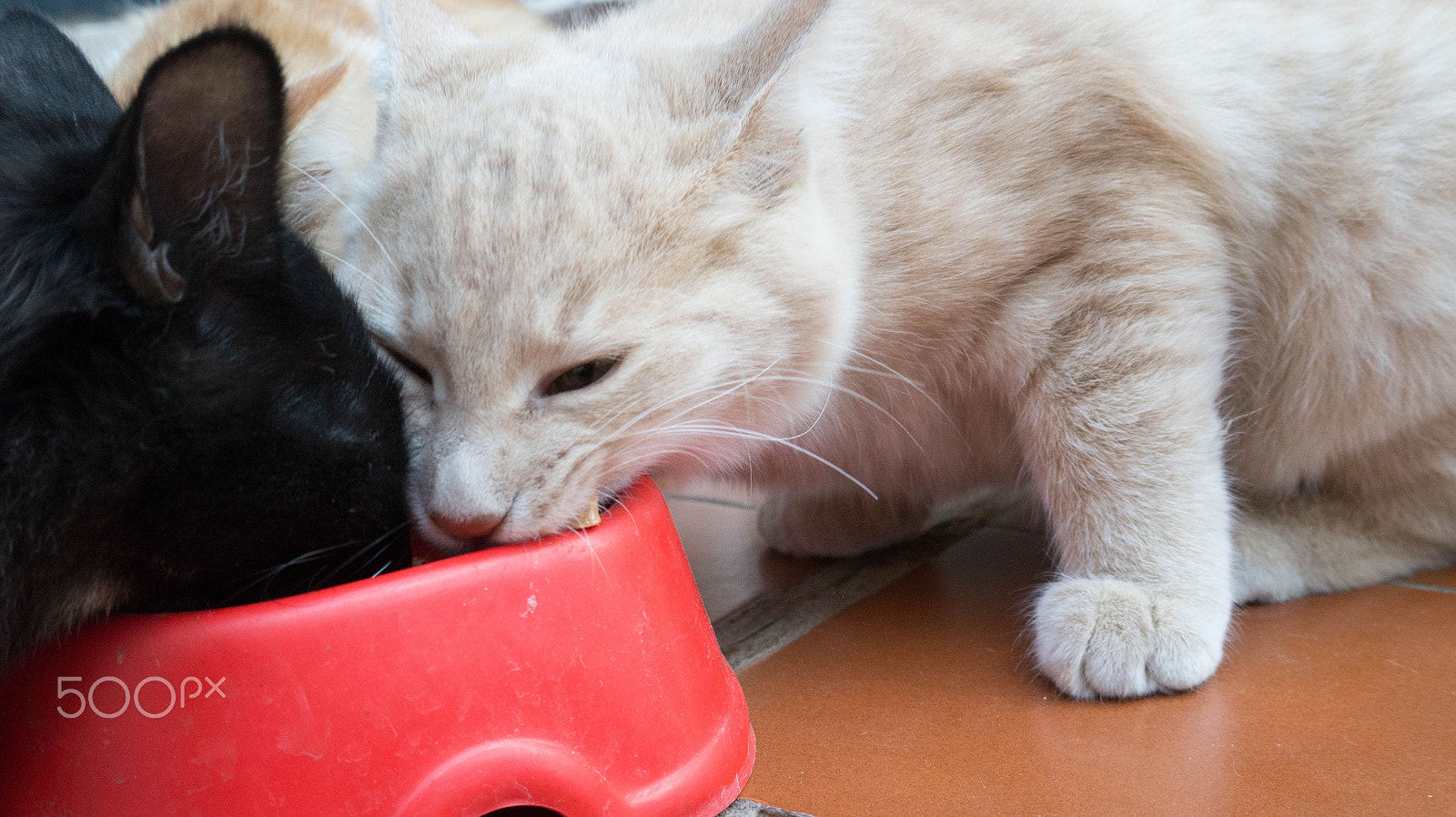 E 18-50mm F4-5.6 sample photo. Eating dinner photography