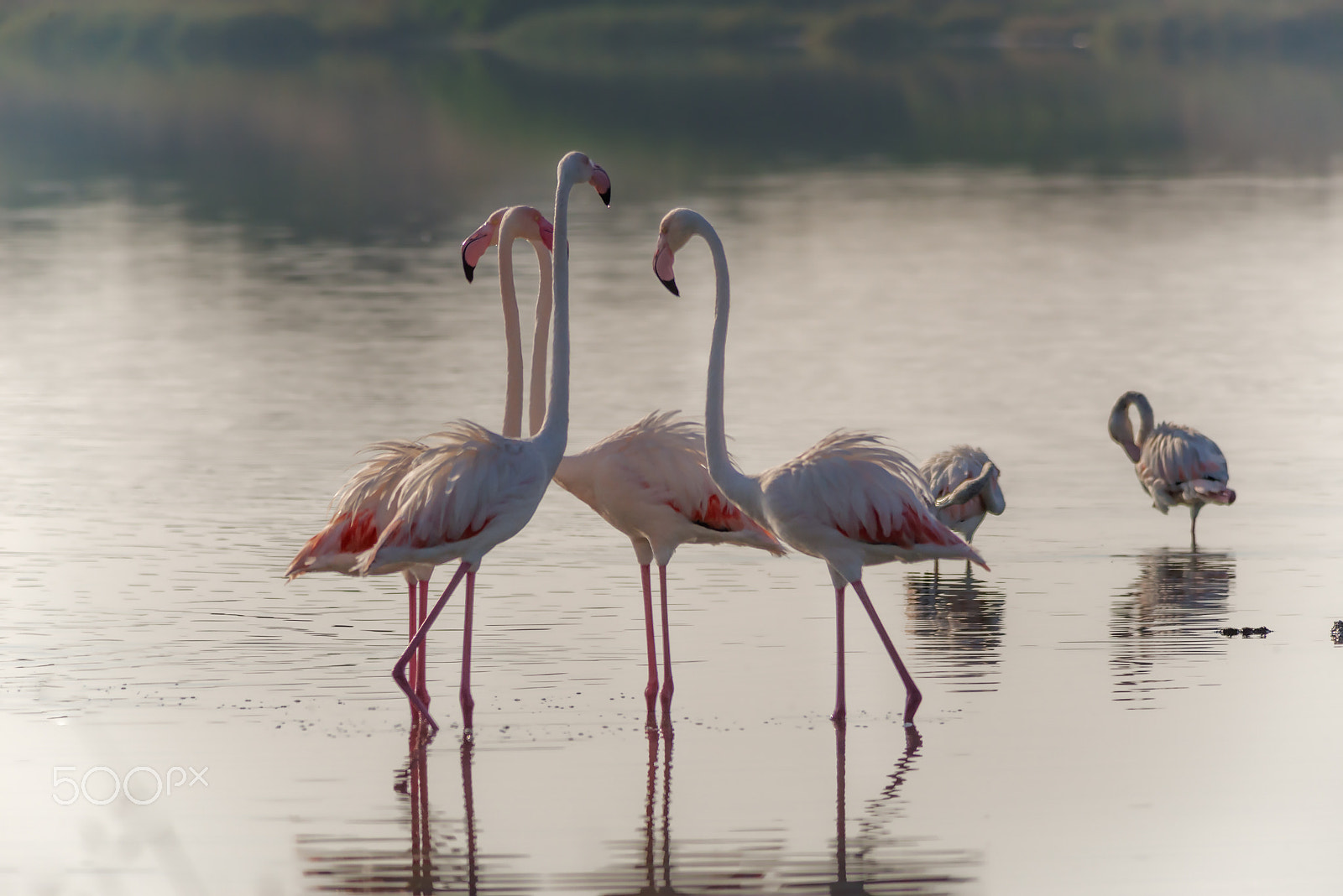 Sigma 150-500mm F5-6.3 DG OS HSM sample photo. Flamingos at sunrise photography
