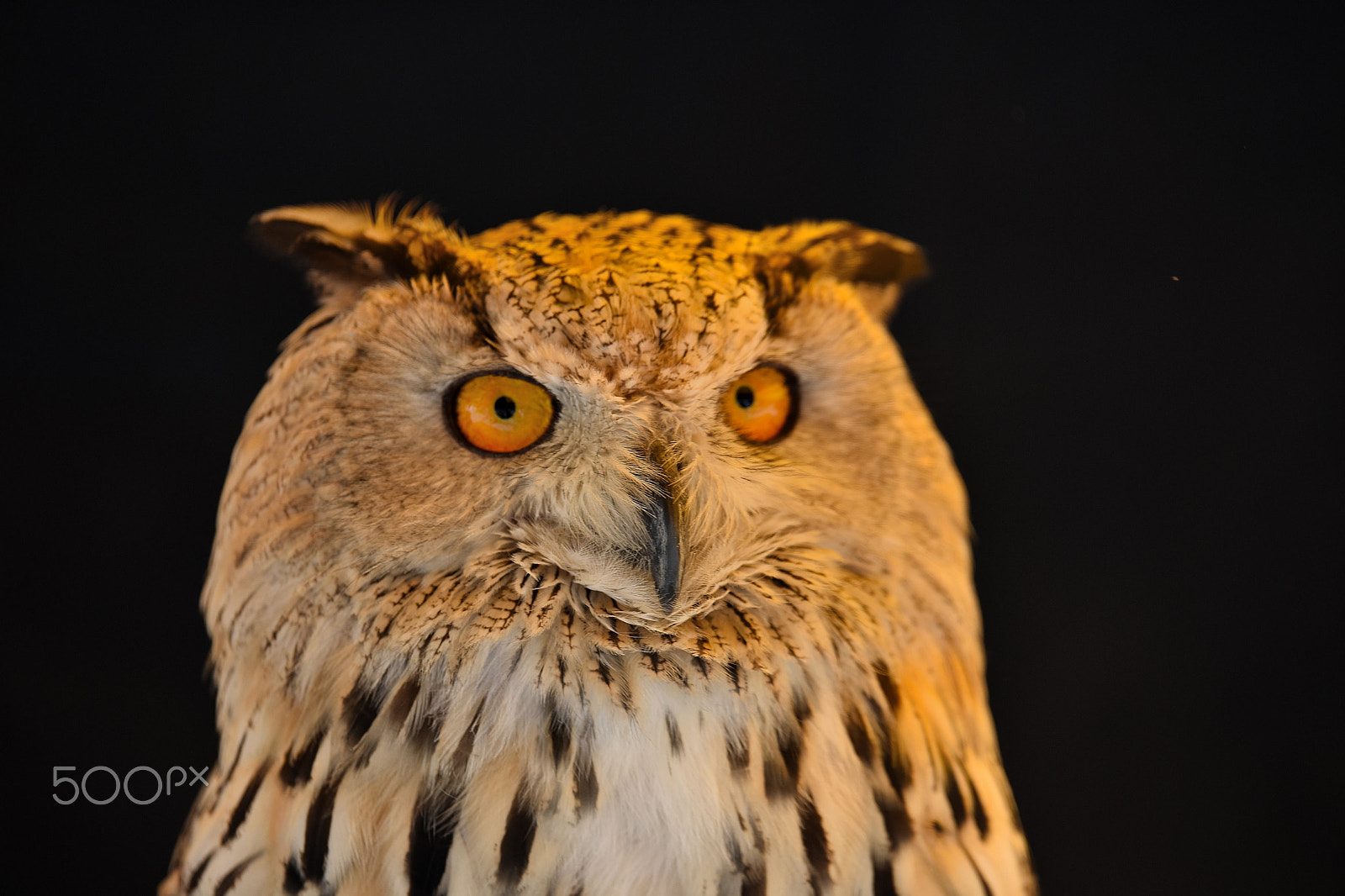 Tamron SP 70-200mm F2.8 Di VC USD sample photo. Buho real/ real owl (bubo bubo) photography