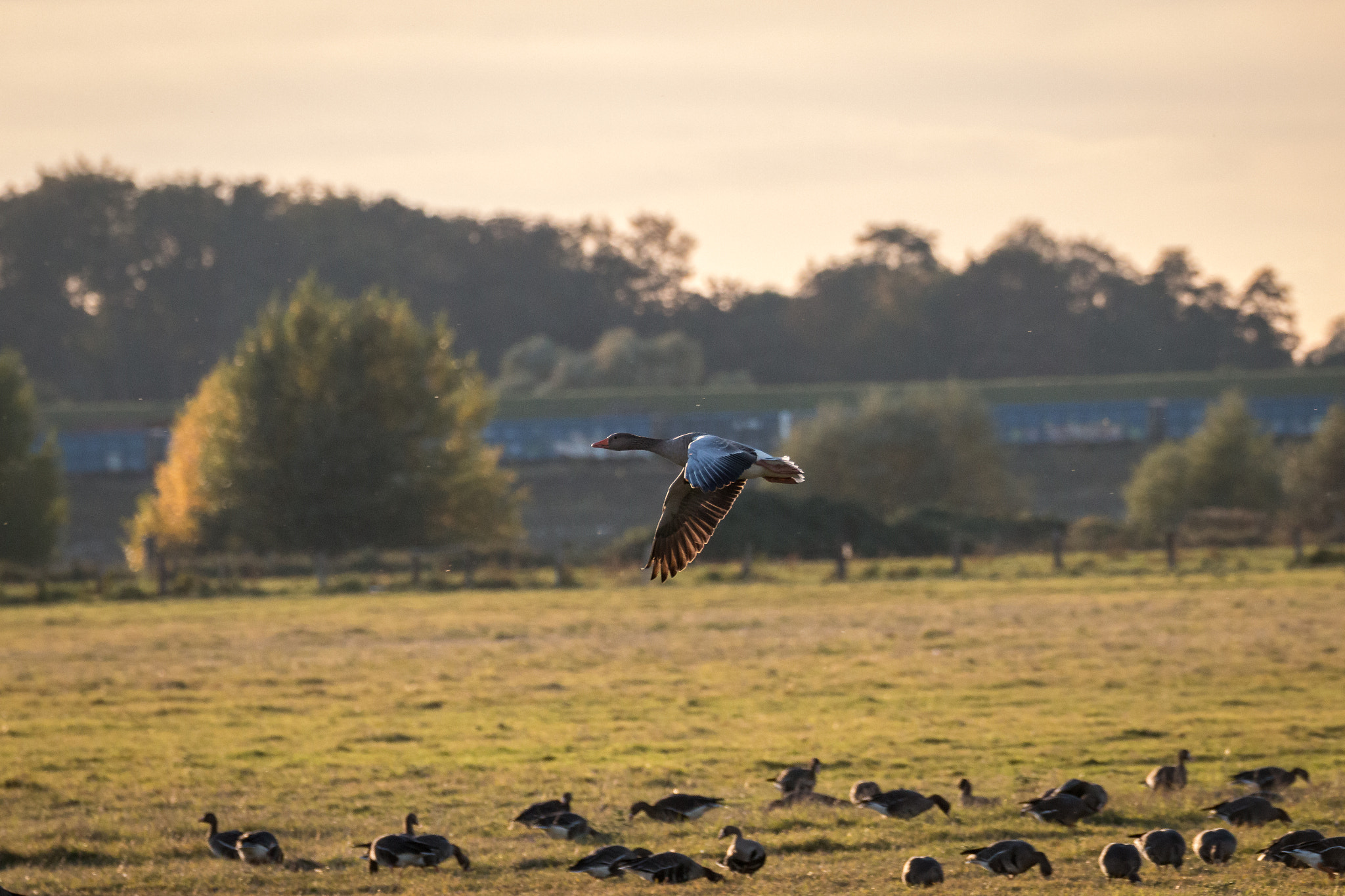 Sigma 150-600mm F5-6.3 DG OS HSM | C sample photo. Landing permit photography