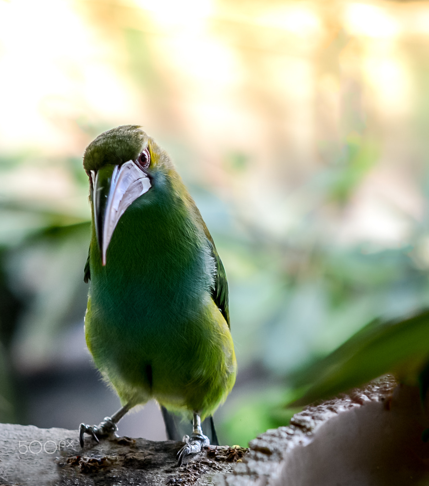 Nikon D7100 + Sigma 85mm F1.4 EX DG HSM sample photo. Green planet bird hornbill photography