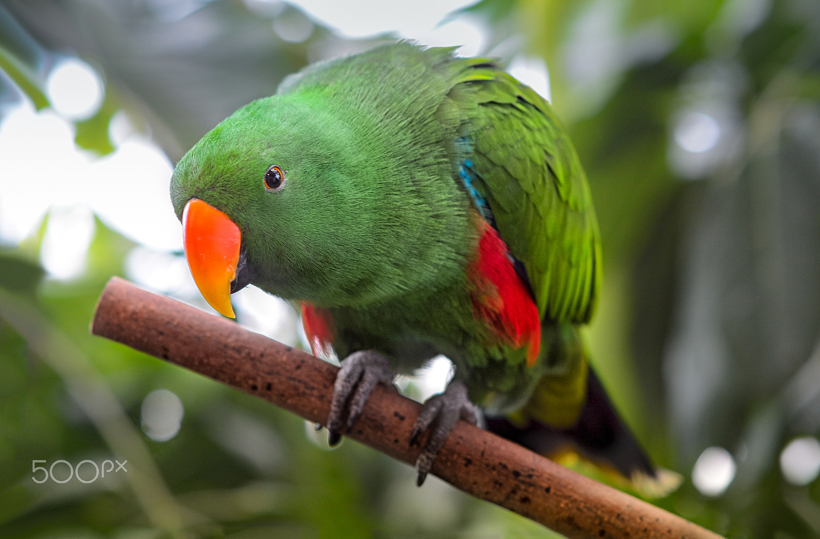 Nikon D7100 + Sigma 85mm F1.4 EX DG HSM sample photo. Green planet green parakeet photography