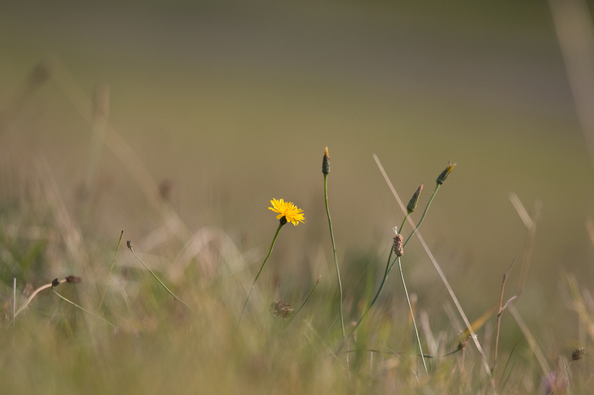 Sigma 150-600mm F5-6.3 DG OS HSM | C sample photo. Img photography