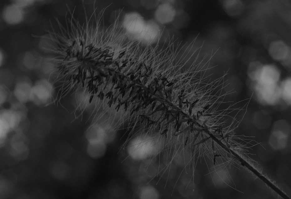 Canon EF 35-80mm f/4-5.6 sample photo. Wrapped grain photography