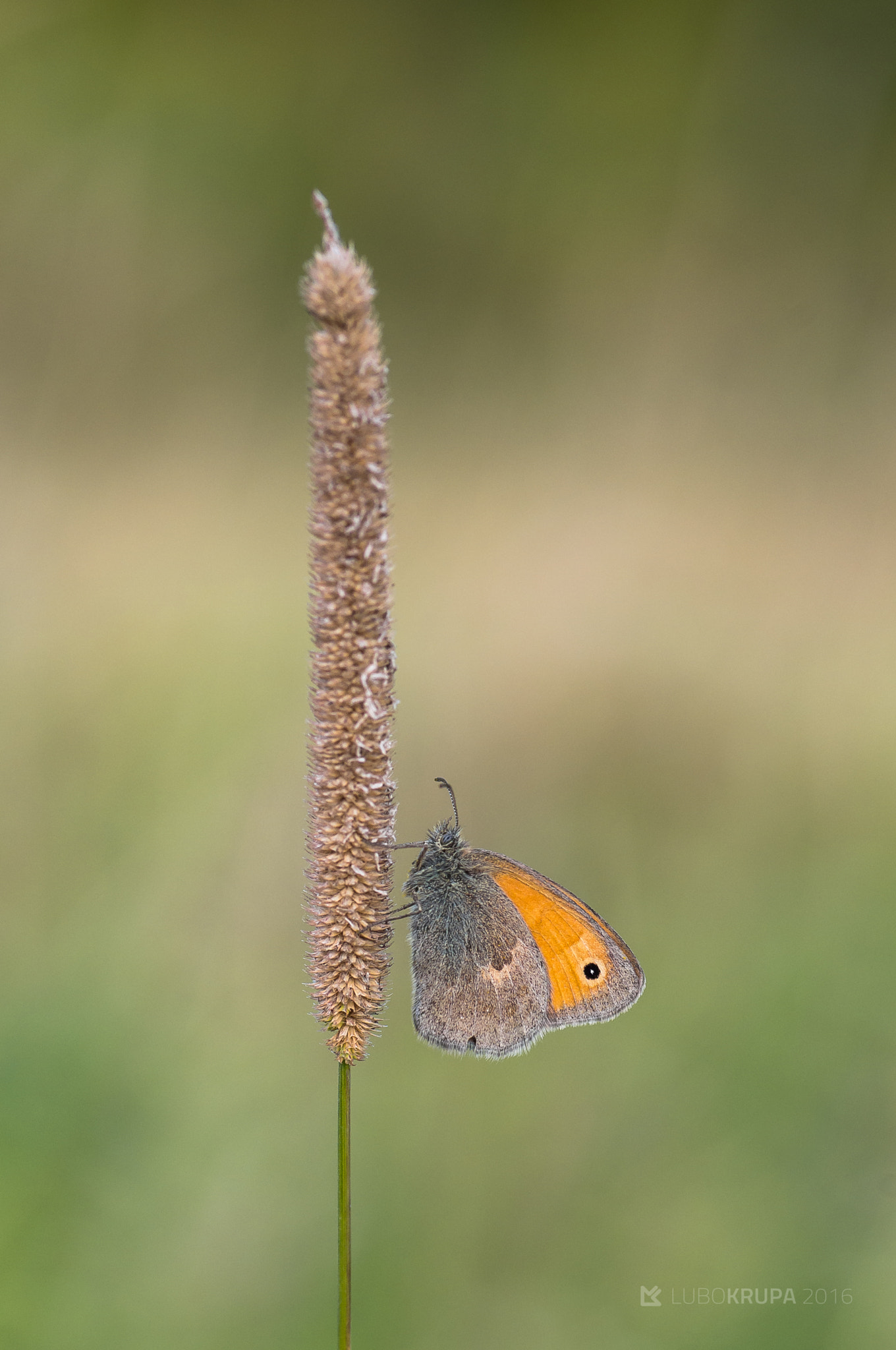 Pentax K-r sample photo. Coenonympha pamphilus photography