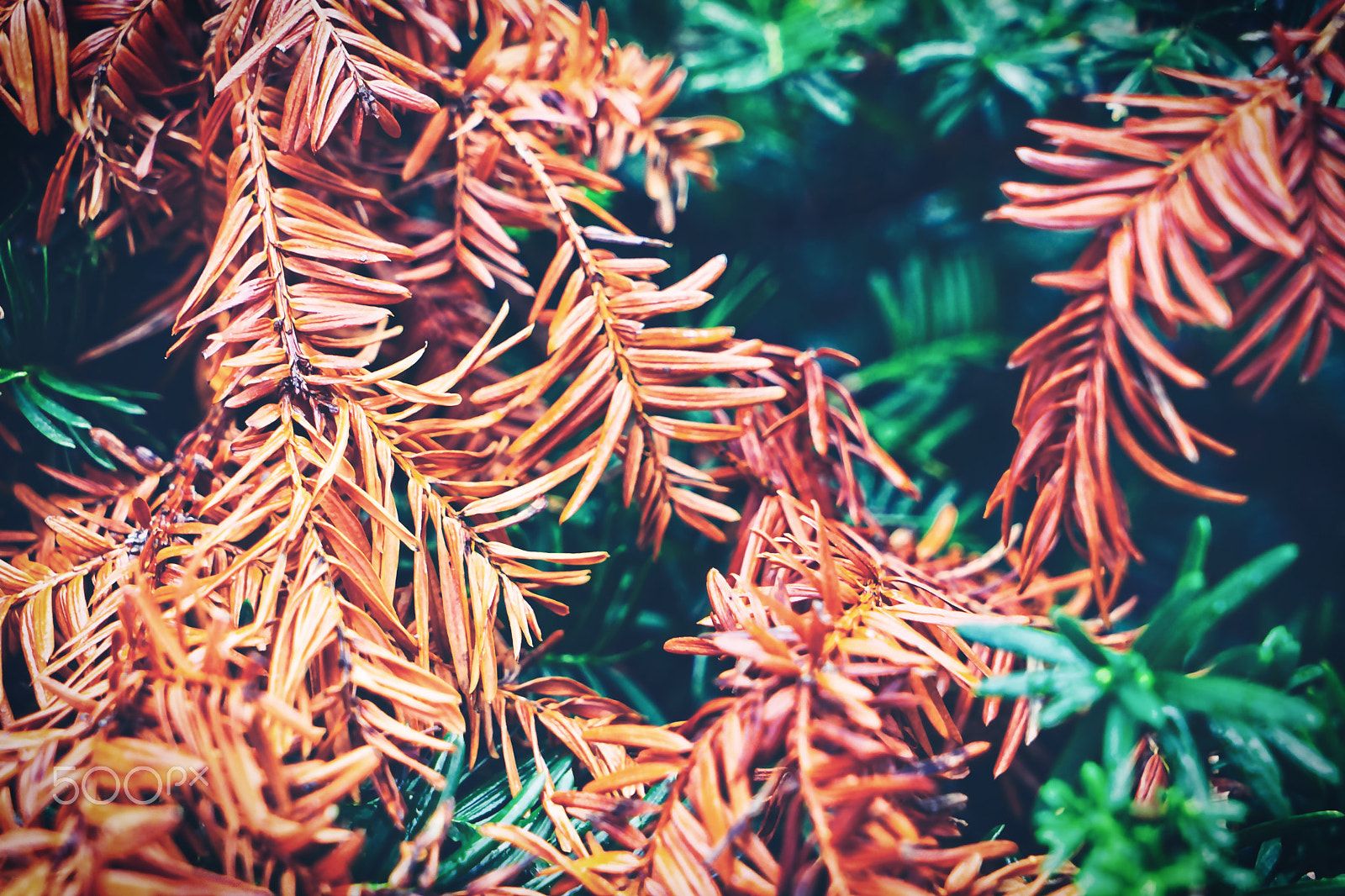 Sony a7 II + Sony Vario Tessar T* FE 24-70mm F4 ZA OSS sample photo. Jungle photography