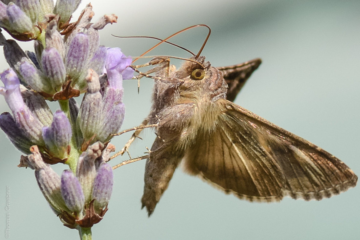 Nikon D7100 + AF Micro-Nikkor 105mm f/2.8 sample photo. Tightly photography