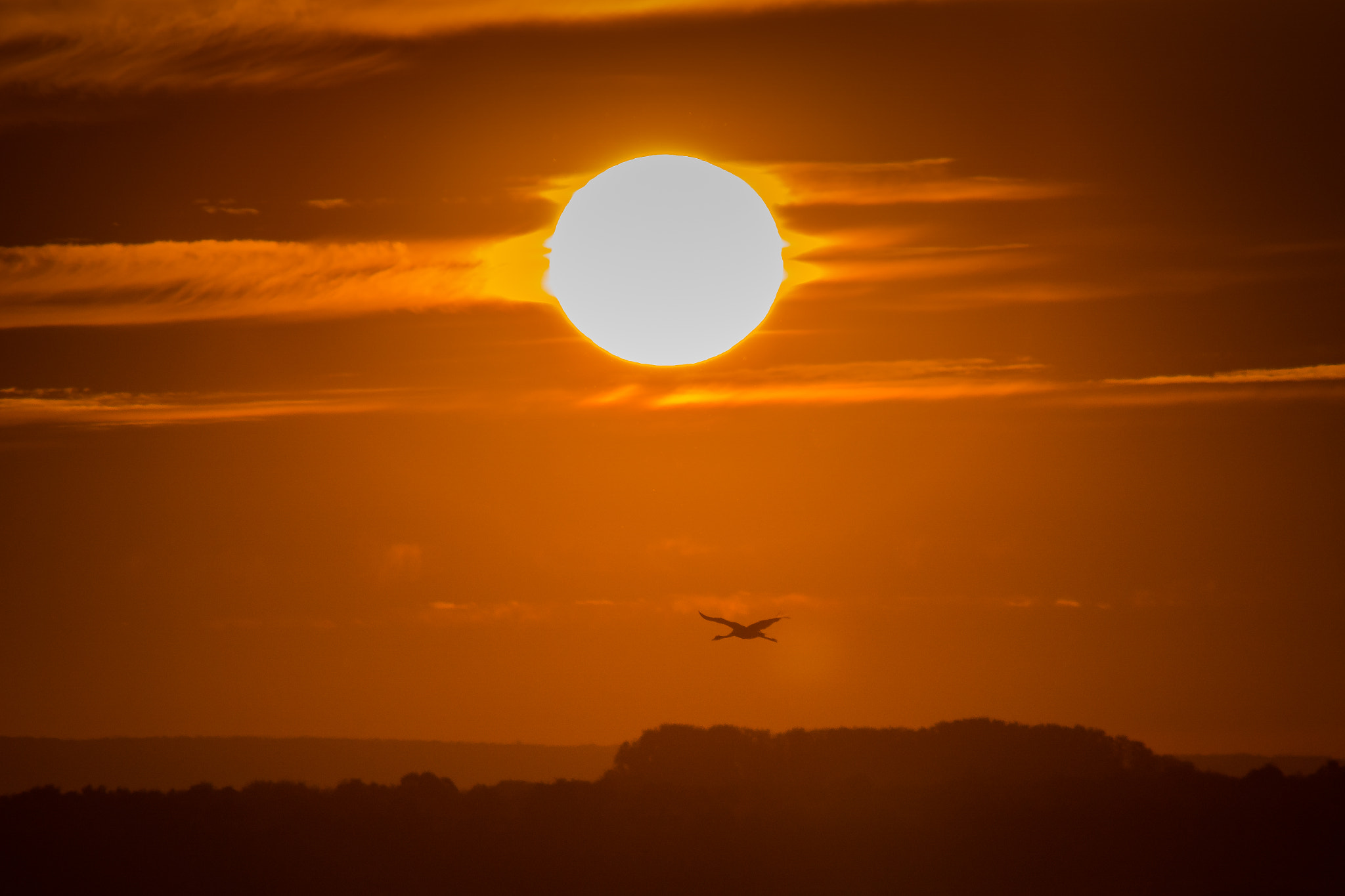 Minolta AF 80-200mm F2.8 HS-APO G sample photo. Crane in the sunset photography