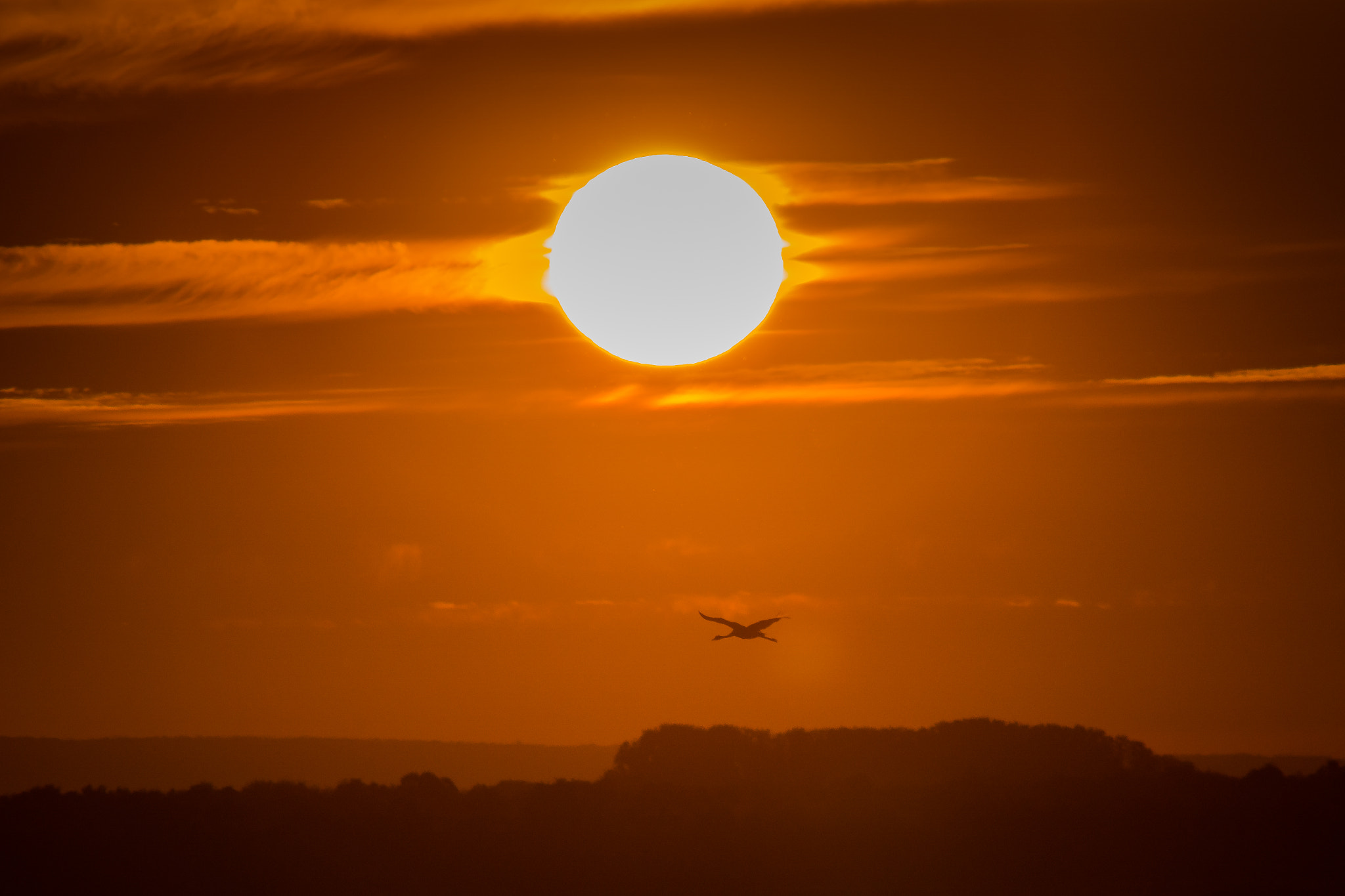 Sony ILCA-77M2 + Minolta AF 80-200mm F2.8 HS-APO G sample photo. Crane in the sunset photography