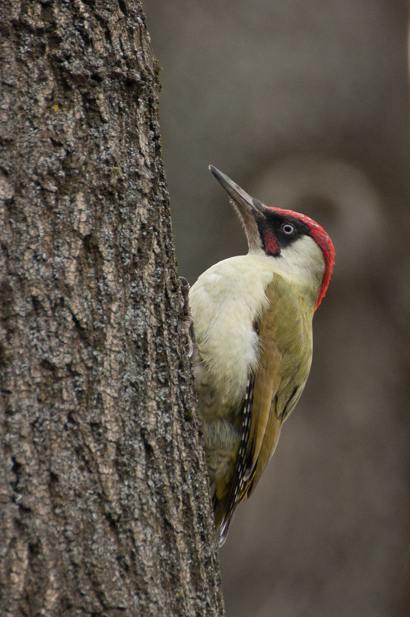 Canon EOS 450D (EOS Rebel XSi / EOS Kiss X2) sample photo. Zöld küllő / european green woodpecker photography