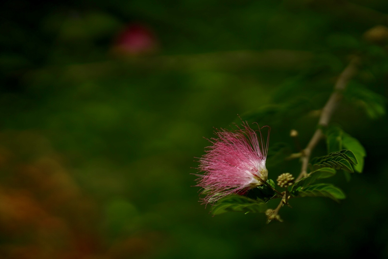 Sony FE 85mm F1.4 GM sample photo. Simply rose photography