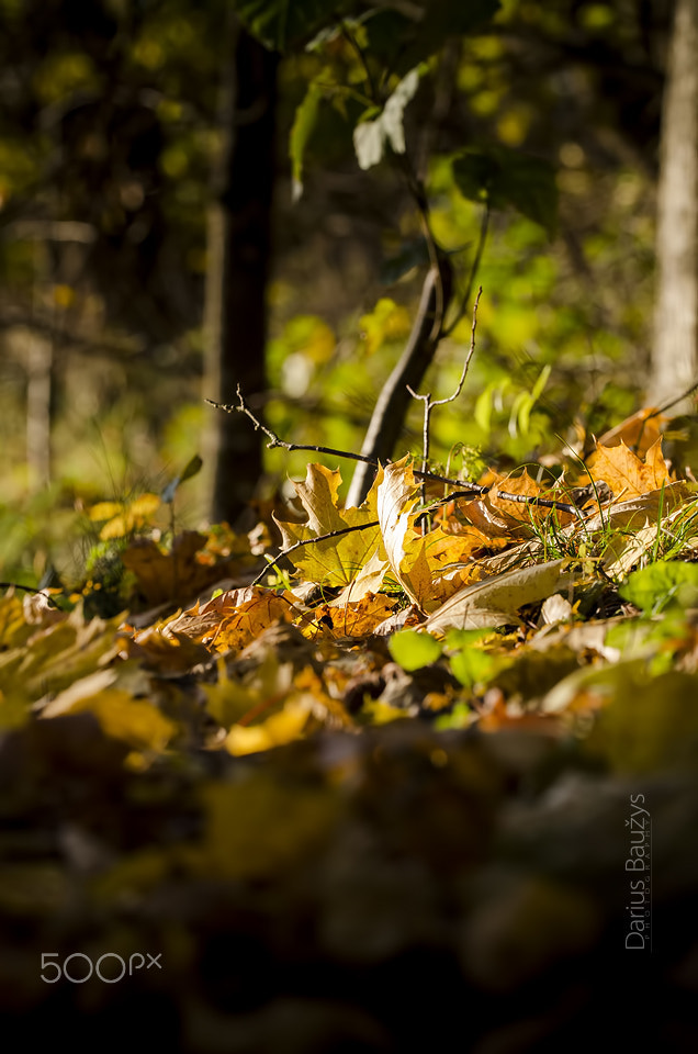 Nikon D7000 sample photo. Autumn photography