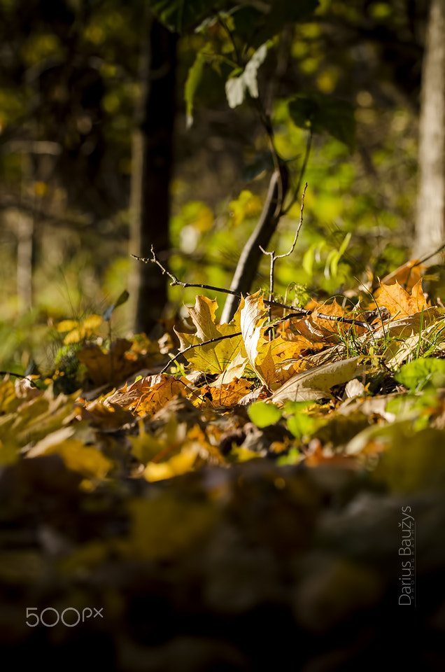 Sigma 150mm F2.8 EX DG OS Macro HSM sample photo. Autumn photography