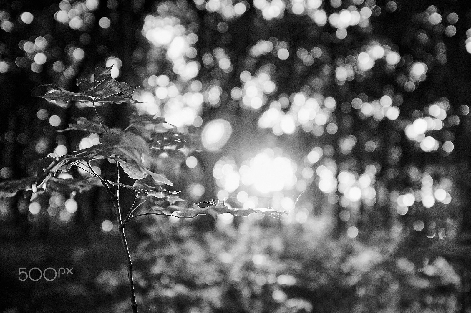 Fujifilm FinePix X100 + Fujifilm FinePix X100 sample photo. Bokeh photography
