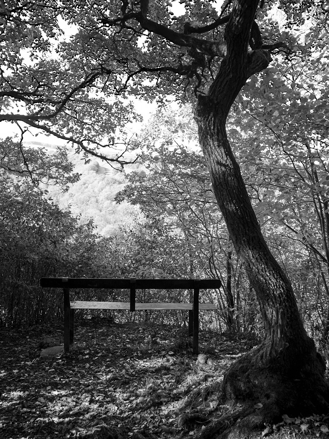 Olympus OM-D E-M5 + Panasonic Lumix G 14mm F2.5 ASPH sample photo. Bench without a view photography