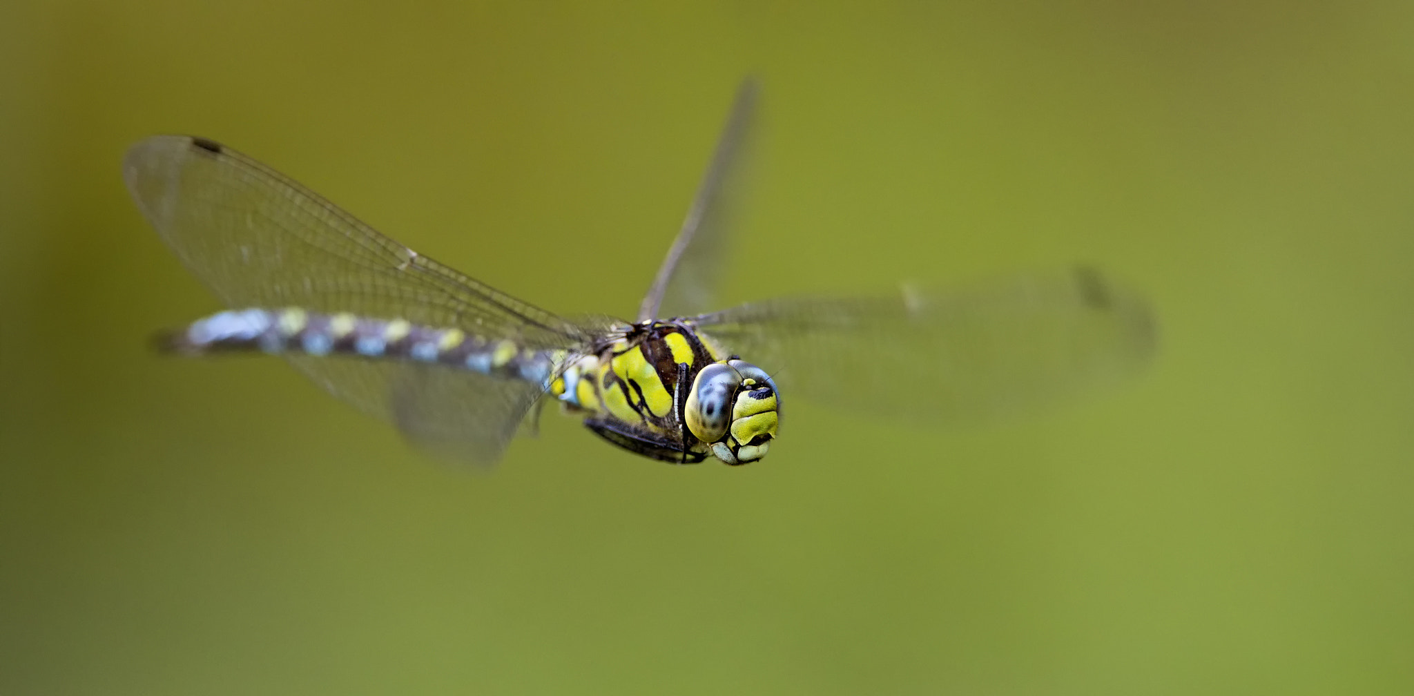 Canon EOS-1D X Mark II + Canon EF 300mm F2.8L IS II USM sample photo. Flight of the southern hawker # 17 photography