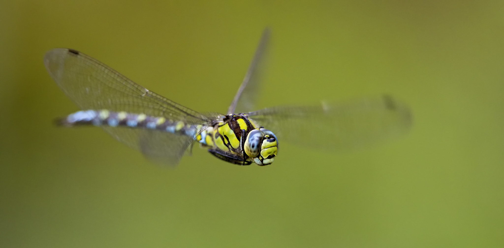 Canon EF 300mm F2.8L IS II USM sample photo. Flight of the southern hawker # 17 photography