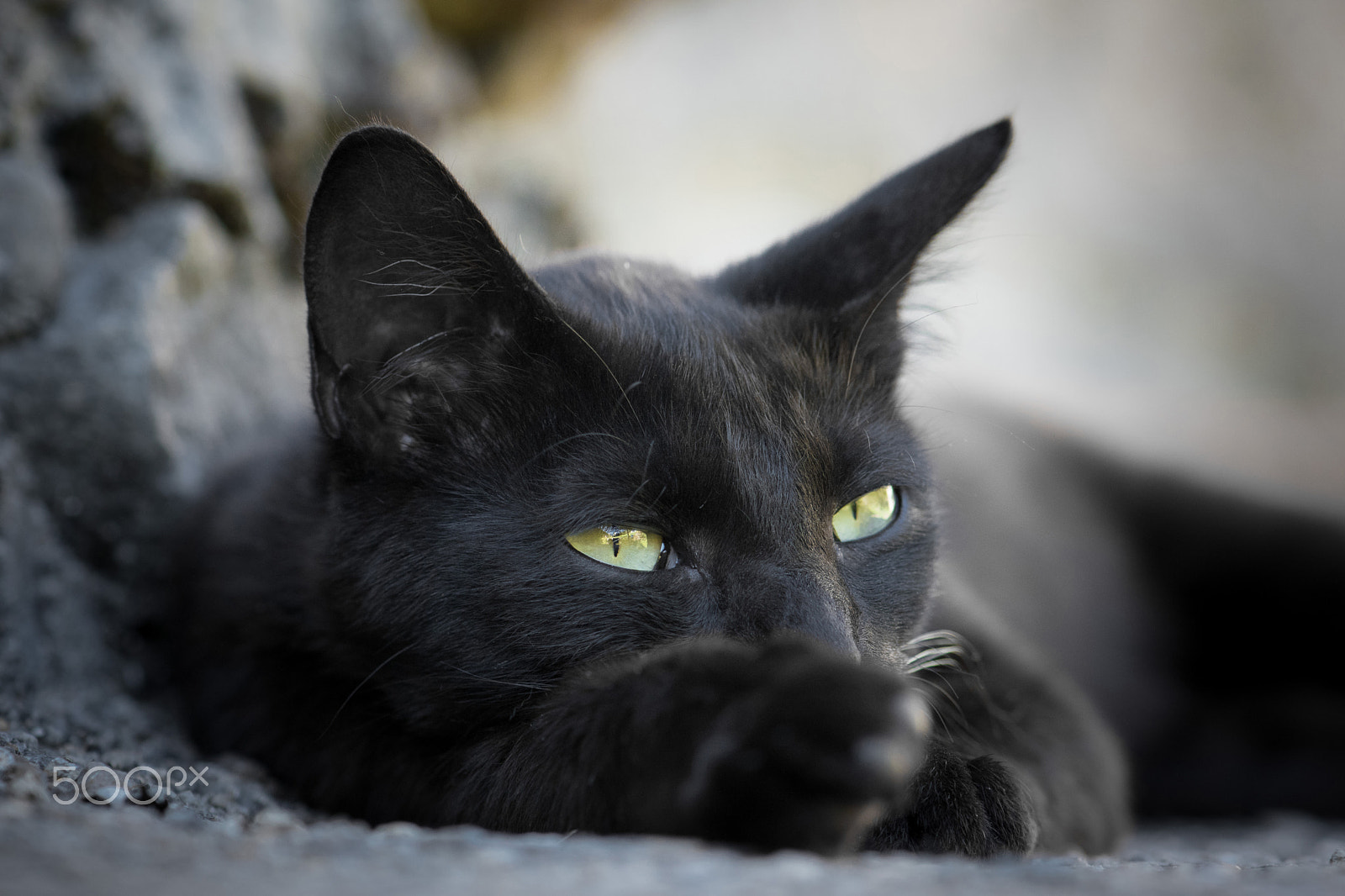 Nikon AF-S Micro-Nikkor 105mm F2.8G IF-ED VR sample photo. Black cat photography