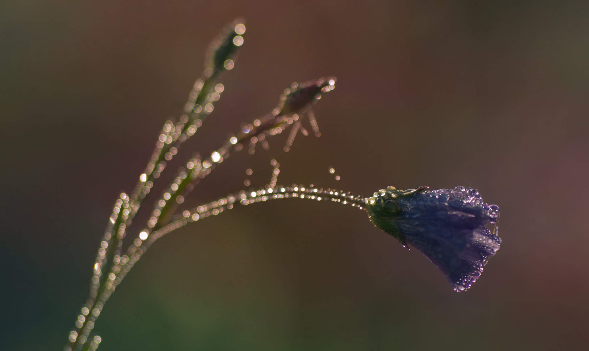 Pentax K-50 + smc PENTAX-FA MACRO 100mm F3.5 sample photo. °precious.moments° photography