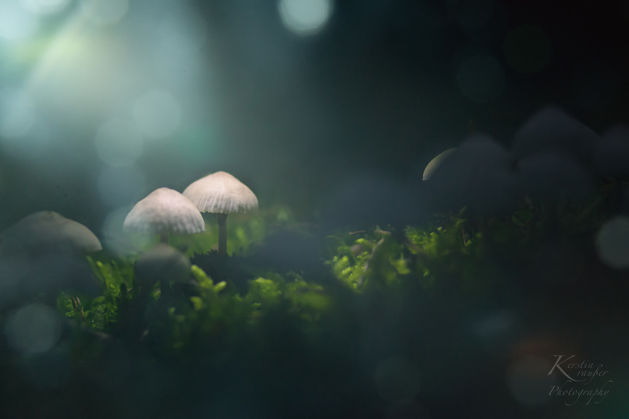 Nikon D7200 + Sigma 35mm F1.4 DG HSM Art sample photo. Shining mushrooms photography