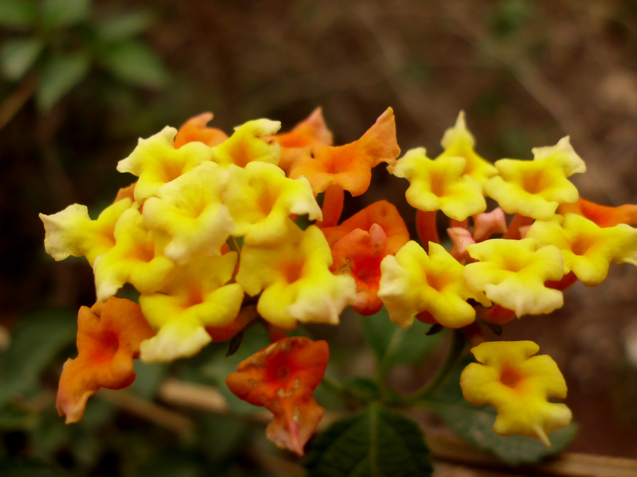 CASIO QV-R100 sample photo. Fleurs de islamabad photography