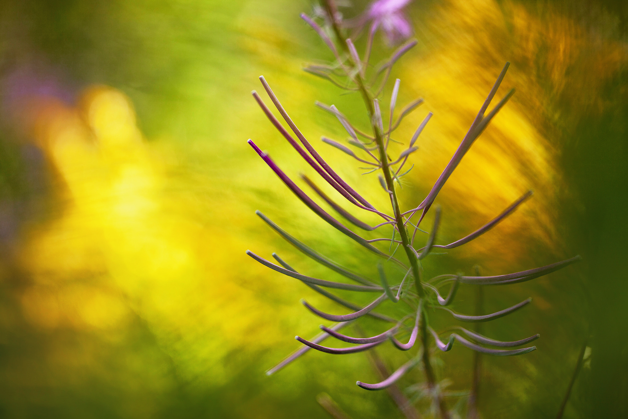 Sigma 150mm f/2.8 EX DG OS HSM APO Macro sample photo. Summercolour photography