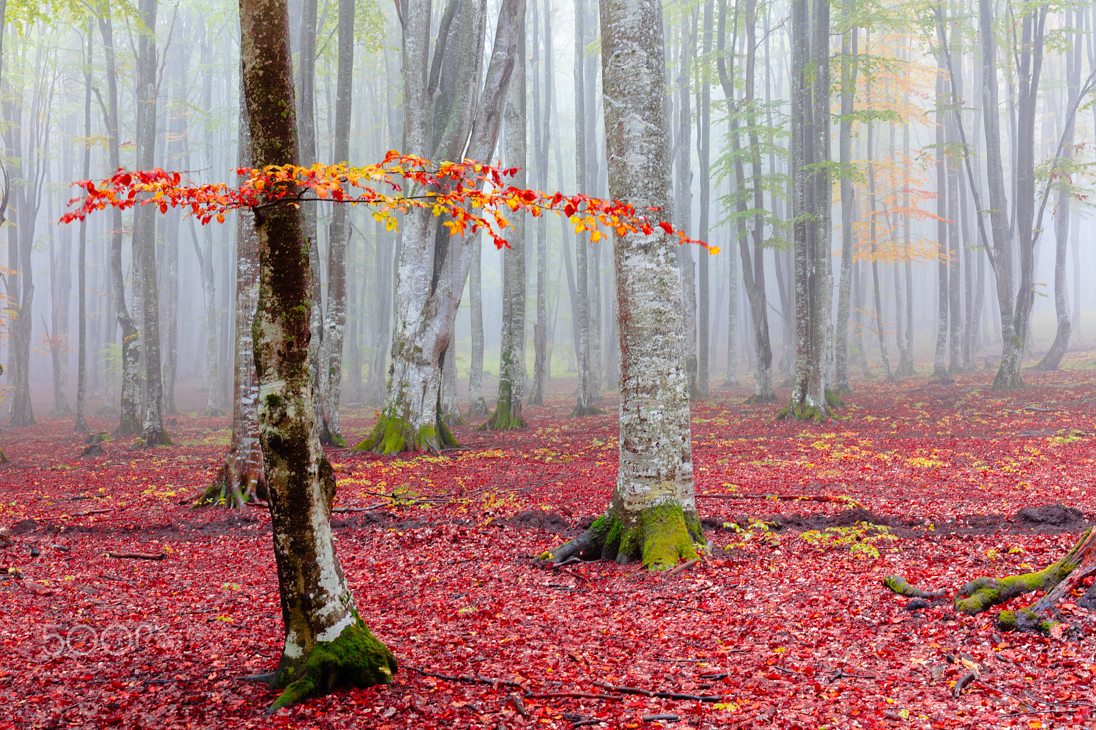 Canon EF 24-70mm F4L IS USM sample photo. Misty forest photography