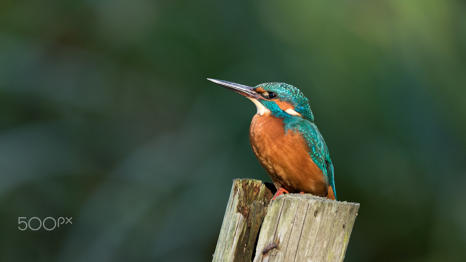 Canon EF 300mm F2.8L IS USM sample photo. The kingfisher photography