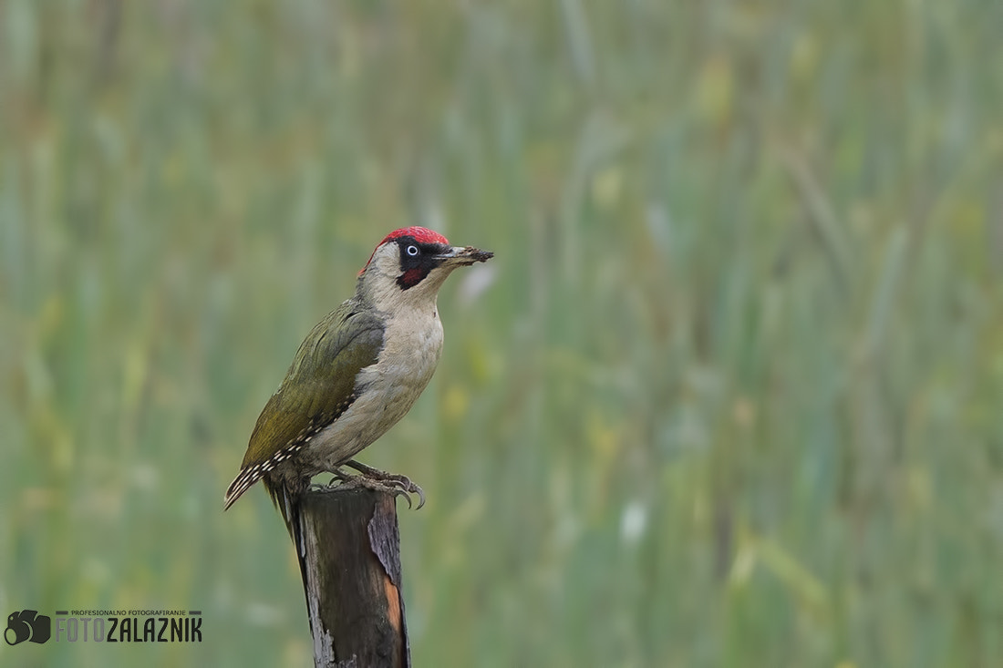 Canon EF 500mm F4L IS II USM sample photo. Green woodpeacker photography