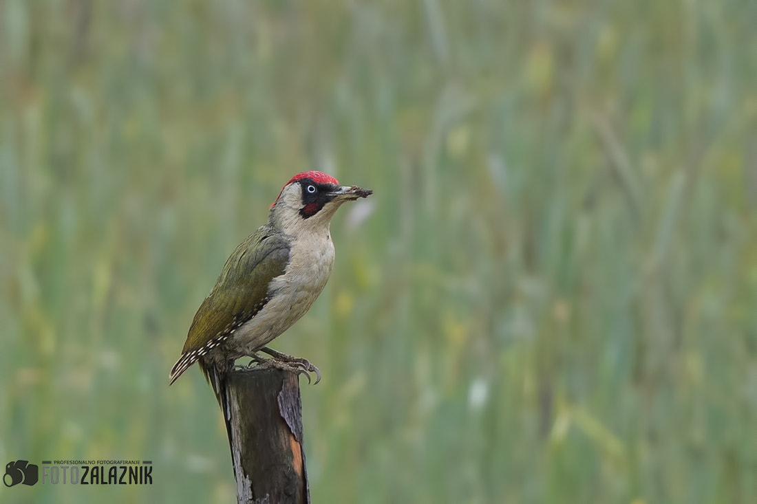 Canon EOS-1D X Mark II + Canon EF 500mm F4L IS II USM sample photo. Green woodpeacker photography