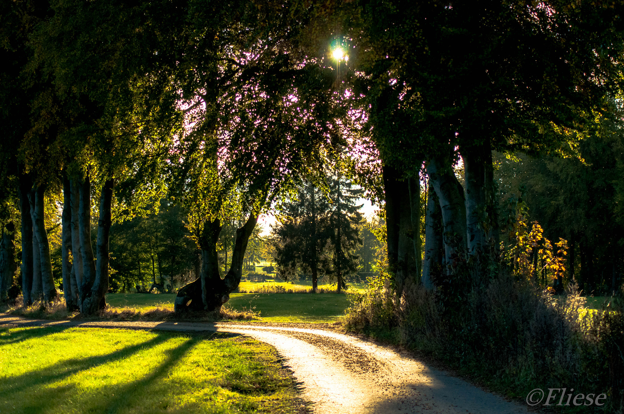 Nikon D300 sample photo. Lichtung photography