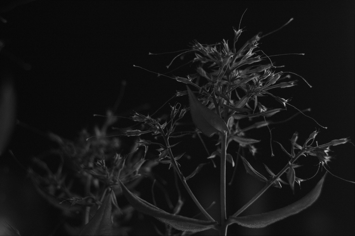 Canon EF 35-80mm f/4-5.6 sample photo. After the summer photography