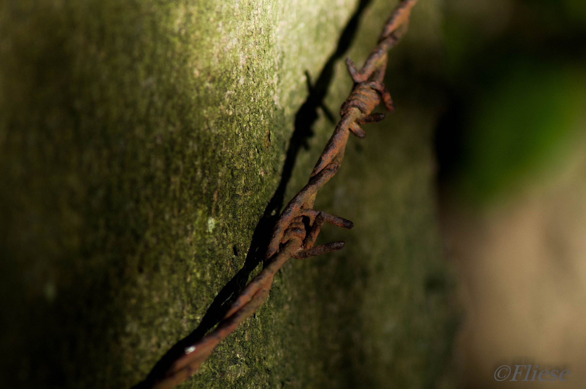 Nikon D300 sample photo. Stacheldraht photography