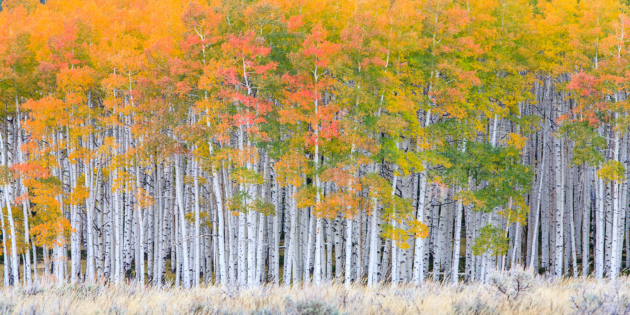 Canon EF 70-200mm F2.8L IS USM sample photo. Birches photography