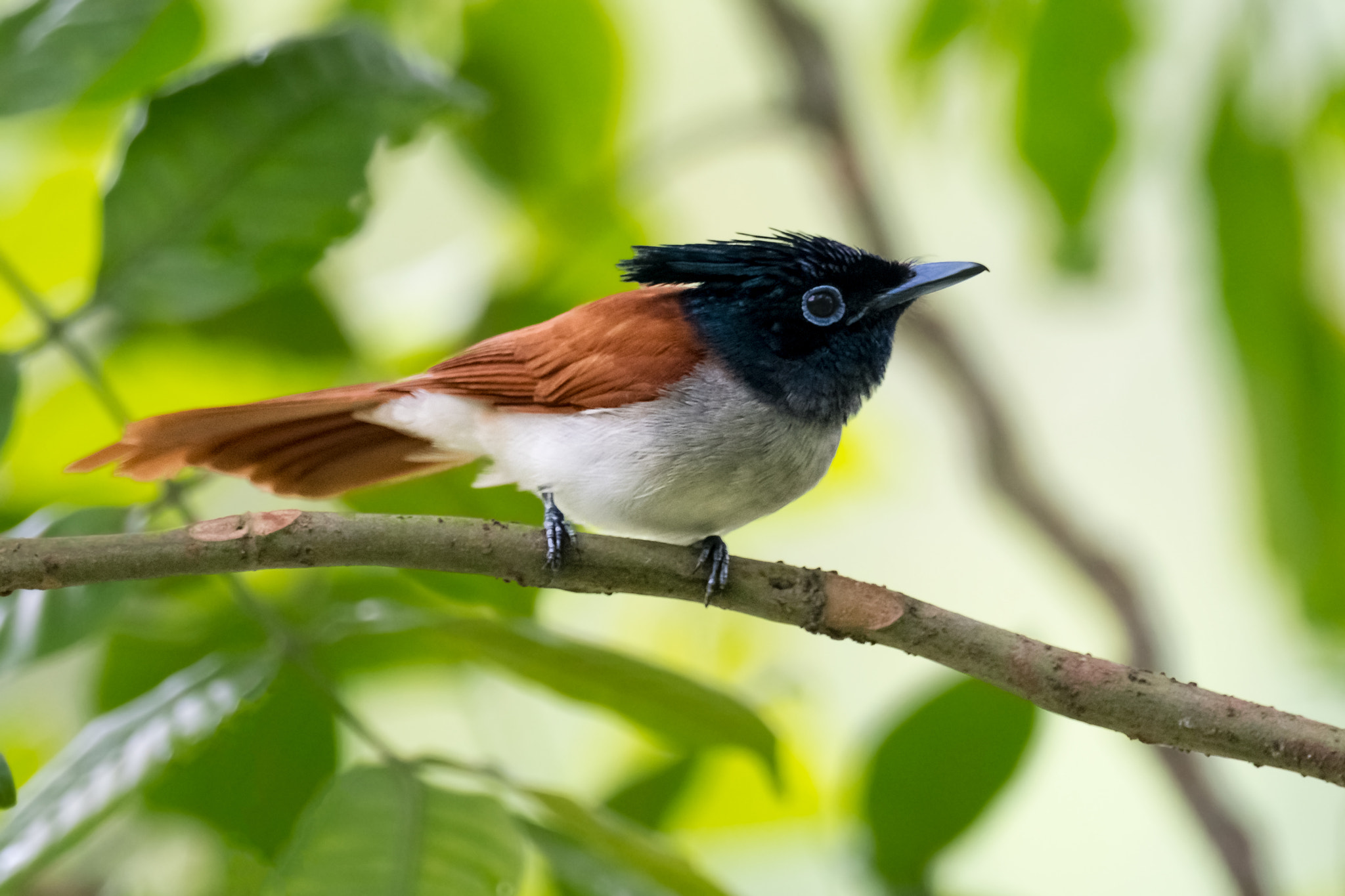 Nikon AF-S Nikkor 800mm F5.6E FL ED VR sample photo. Asian paradise flycatcher ( female ) photography