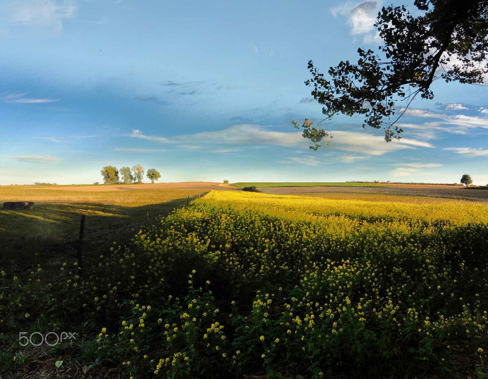 Panasonic DMC-TZ55 sample photo. Fa voeren farmland photography