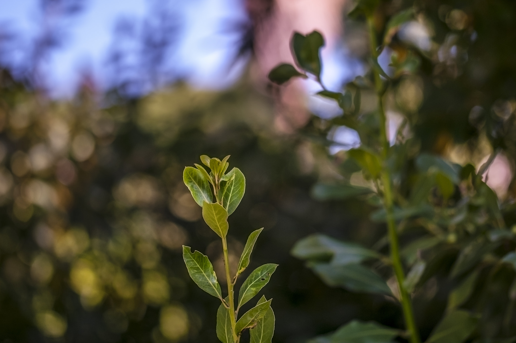 Sigma 105mm F2.8 EX DG OS HSM sample photo. Ver003 photography