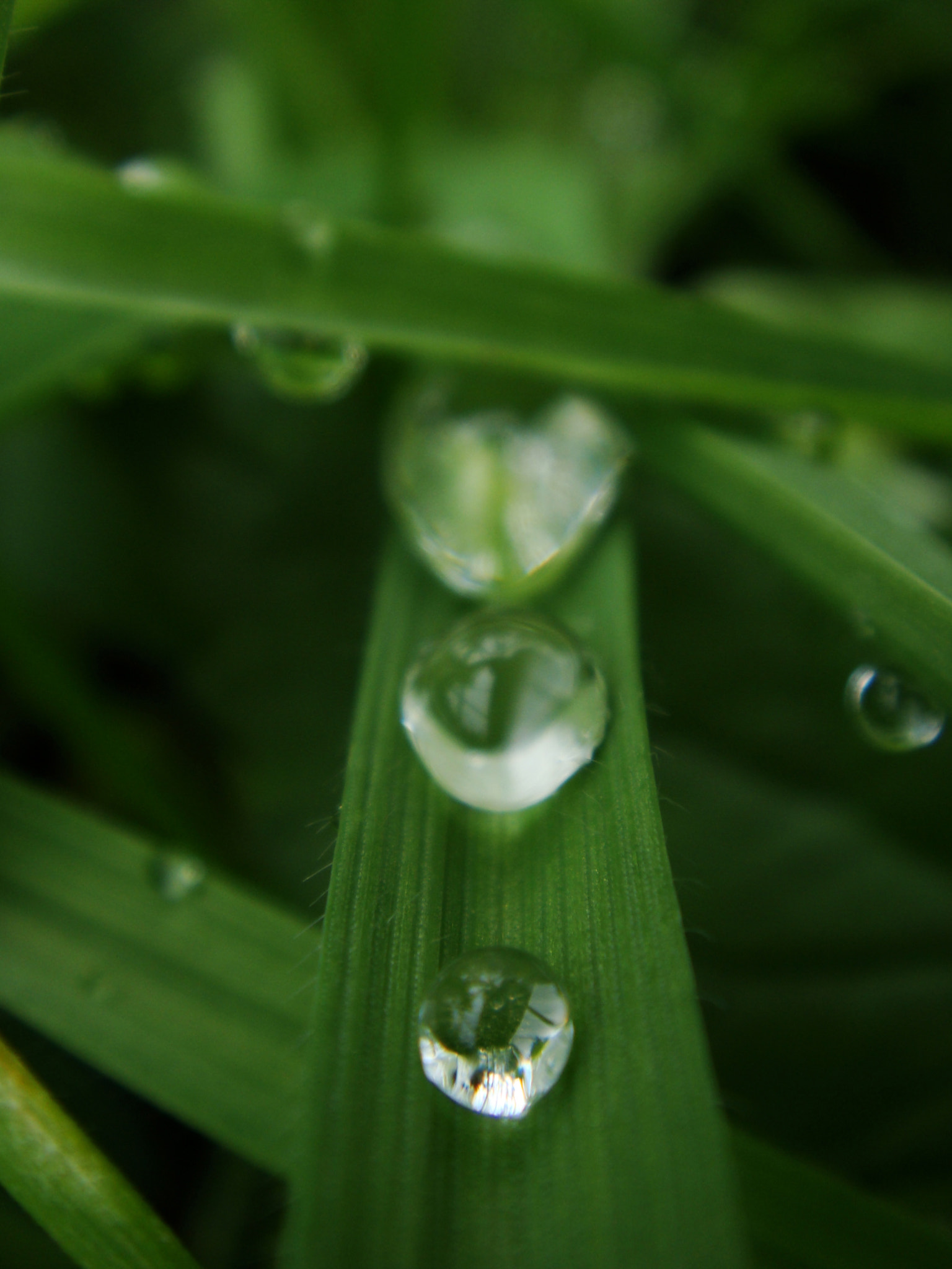 Sony DSC-T70 sample photo. Liquid grass photography