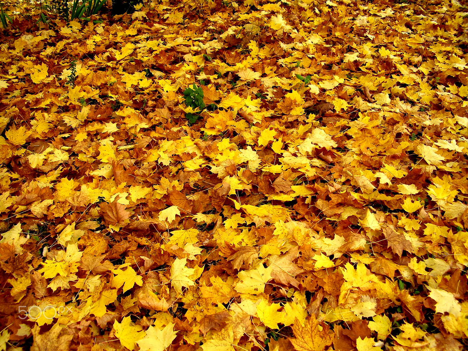 Olympus FE115,X715 sample photo. Autumn leaves photography
