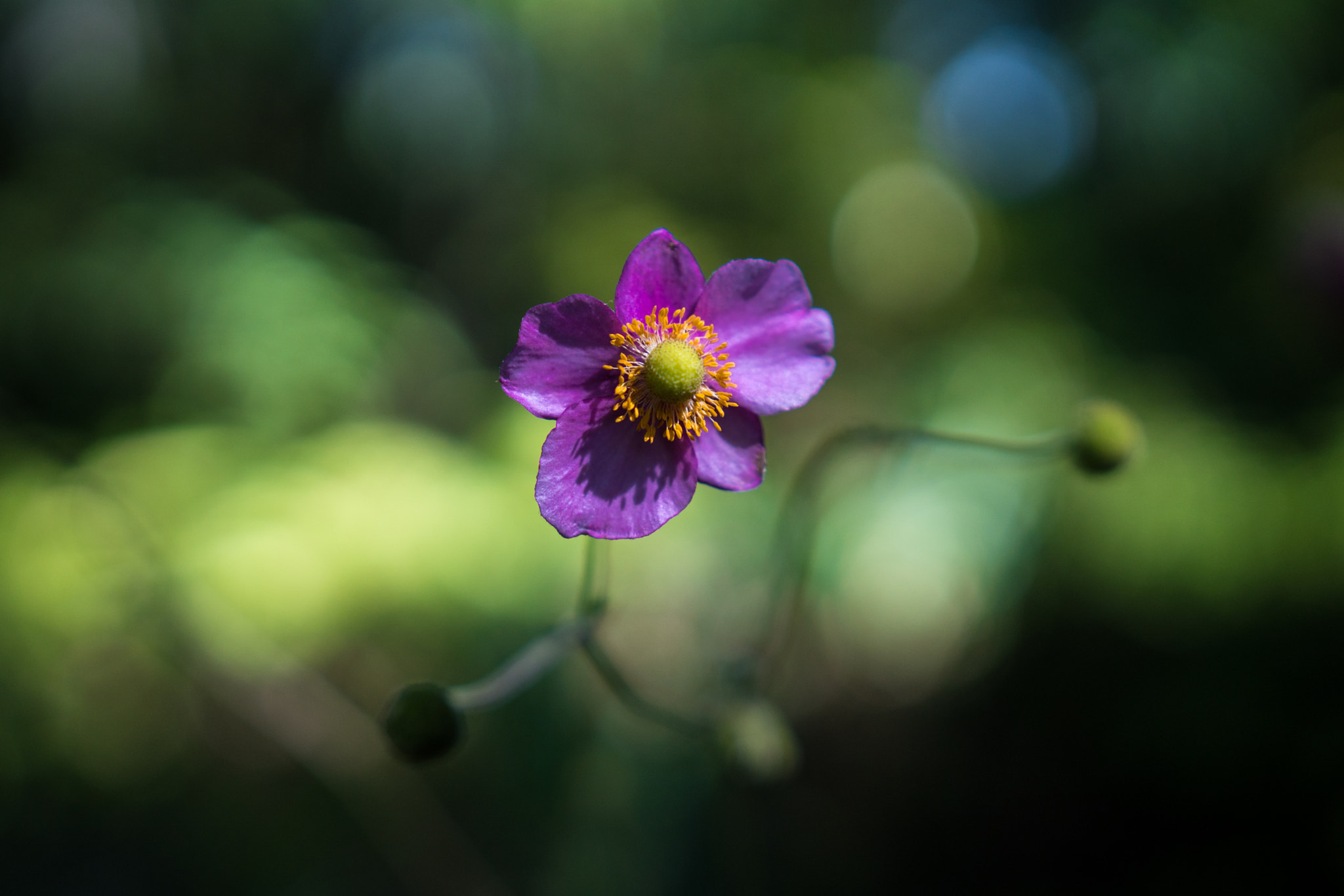 Sony a6300 + 18-35mm F1.8 DC HSM | Art 013 sample photo. Anemone photography