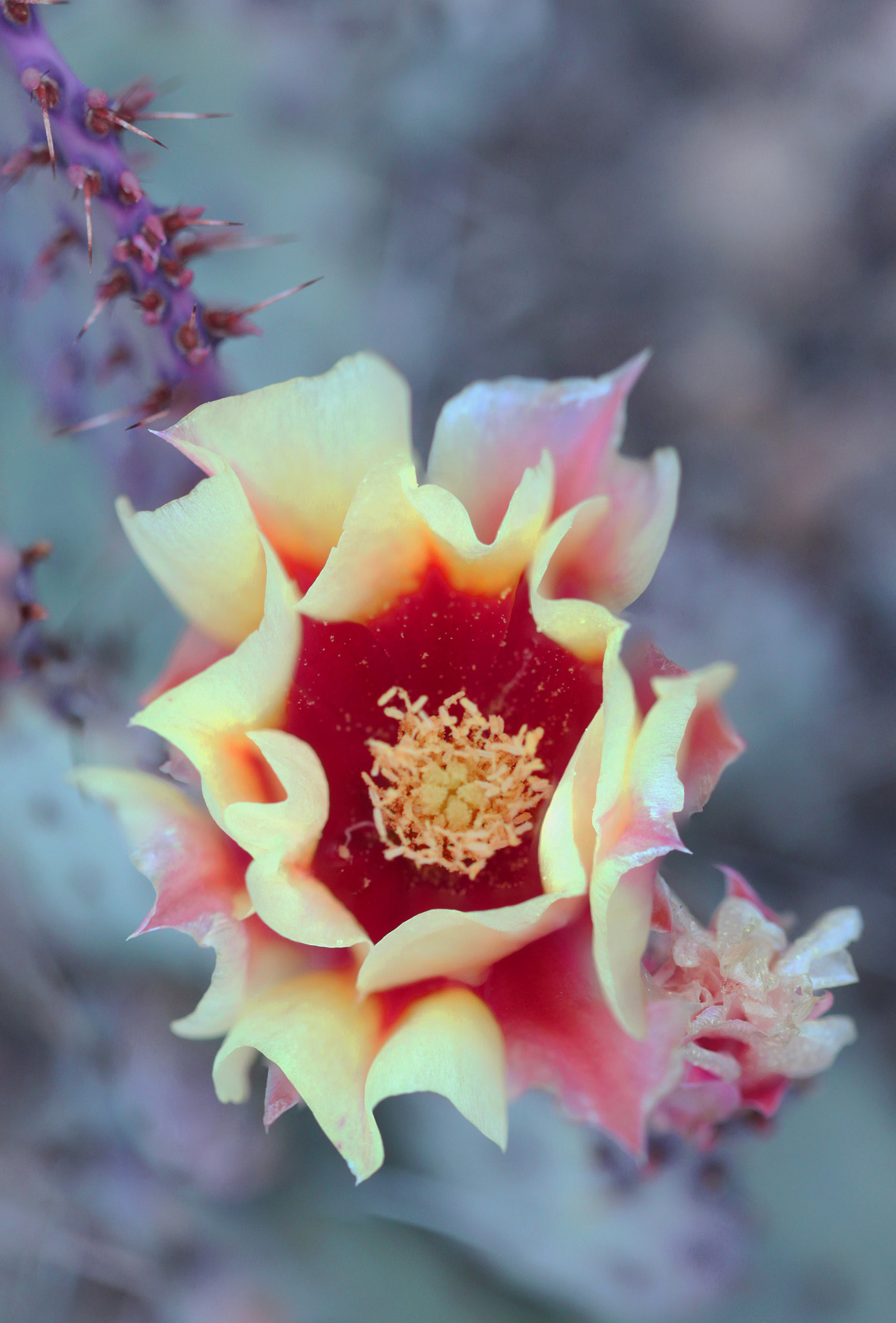 Canon EF 100mm F2.8 Macro USM sample photo. Waves photography