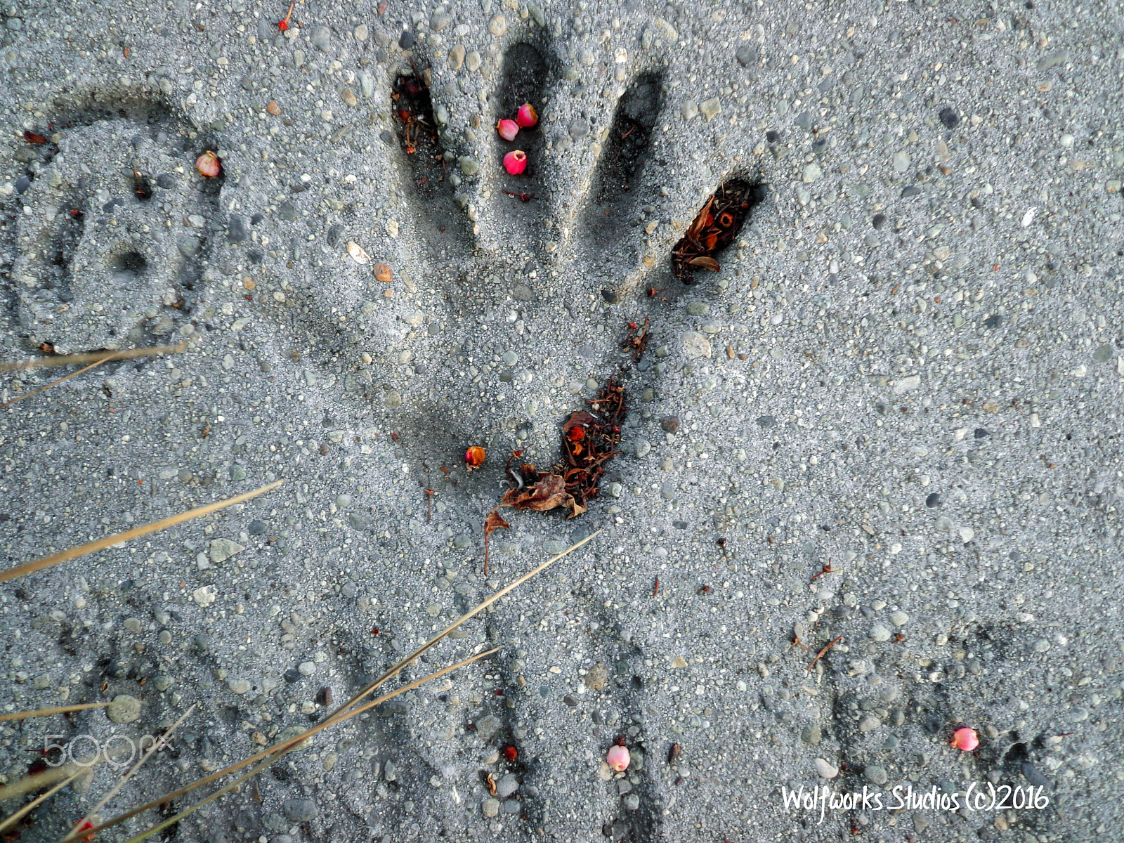 Sony DSC-W650 sample photo. Berries in the hand print photography