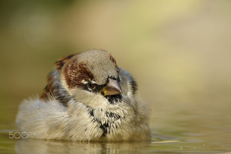Sony ILCA-77M2 sample photo. Bathing house sparrow photography