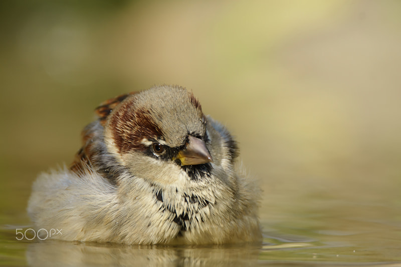 Sony ILCA-77M2 + Tamron SP 150-600mm F5-6.3 Di VC USD sample photo. Bathing house sparrow photography