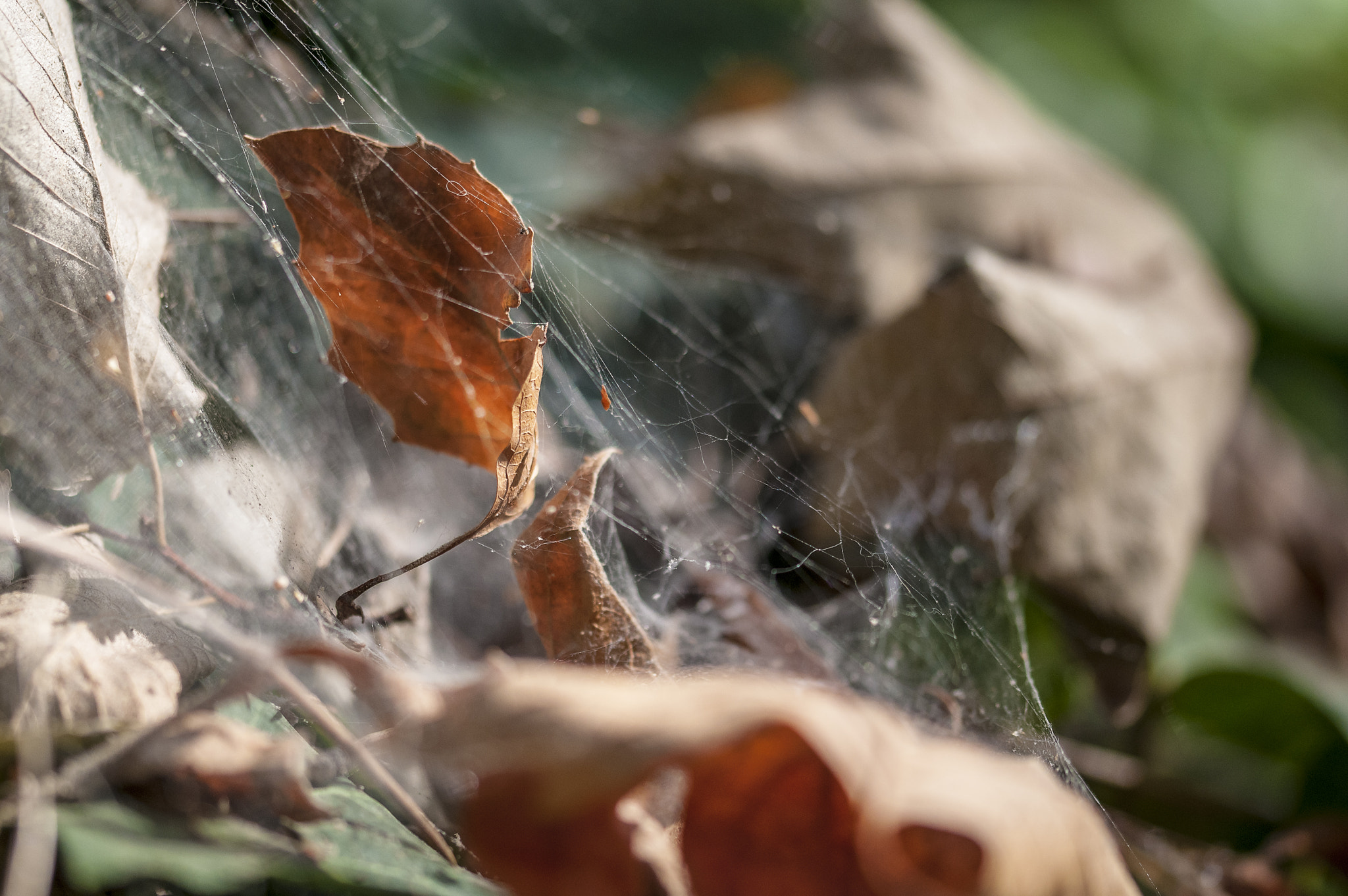 Sigma 105mm F2.8 EX DG OS HSM sample photo. Ho001 photography