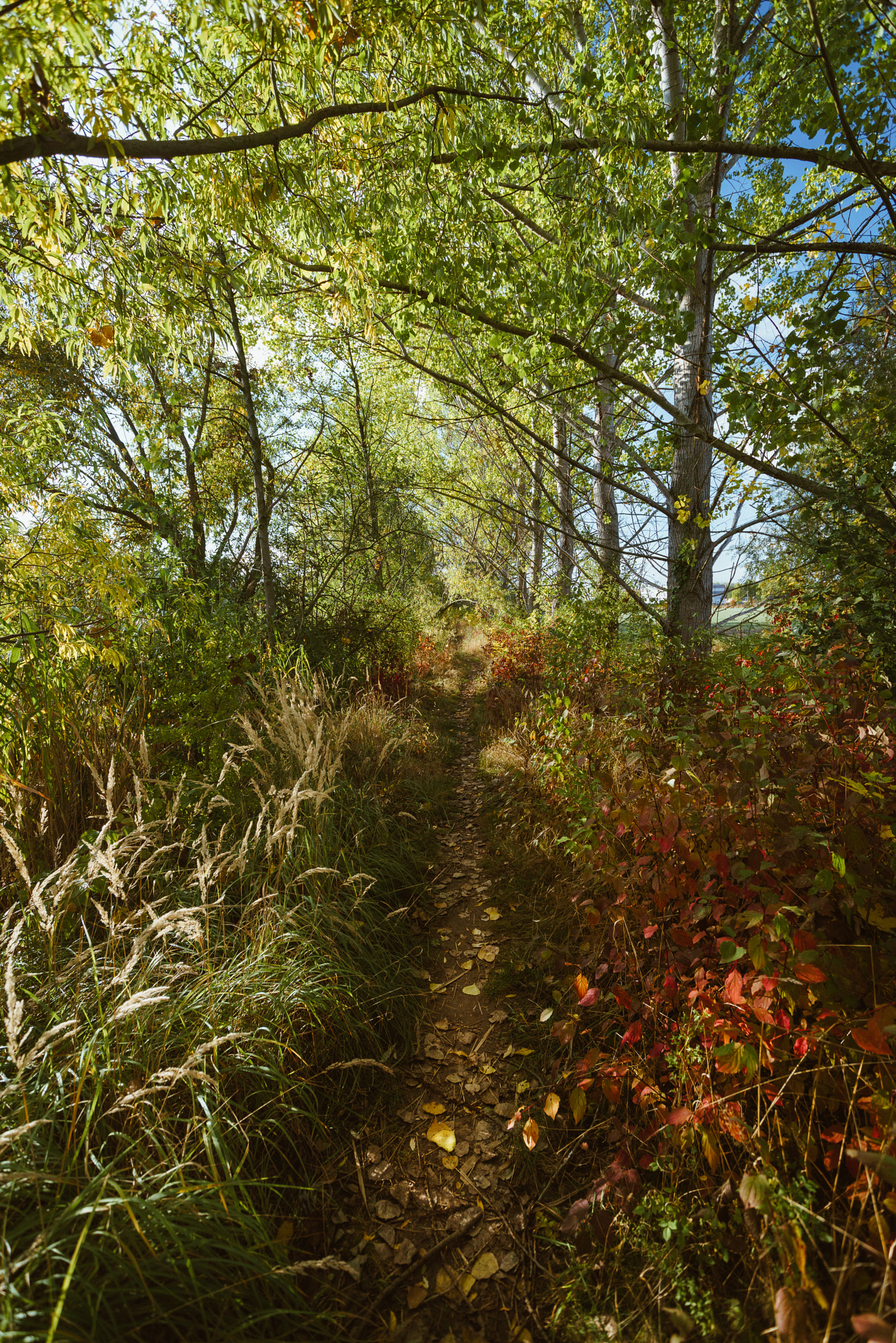 Sony a7R sample photo. Autumn comming photography