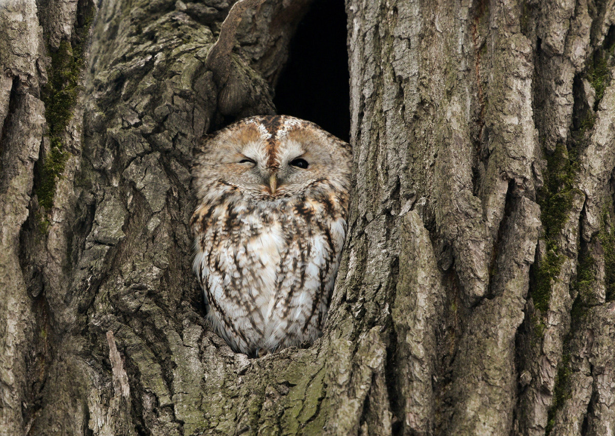 Canon EOS 7D Mark II + Canon EF 300mm F2.8L IS II USM sample photo. Tawny owl photography