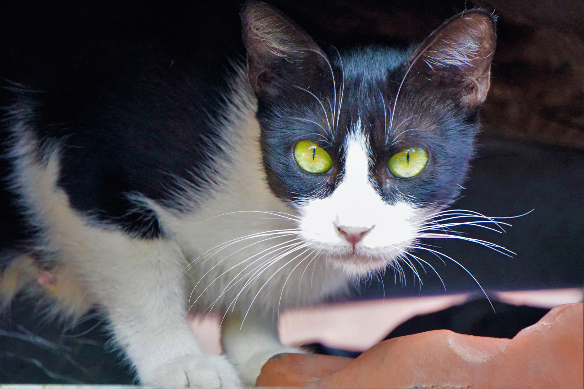 Sony E 55-210mm F4.5-6.3 OSS sample photo. Cat on the roof photography