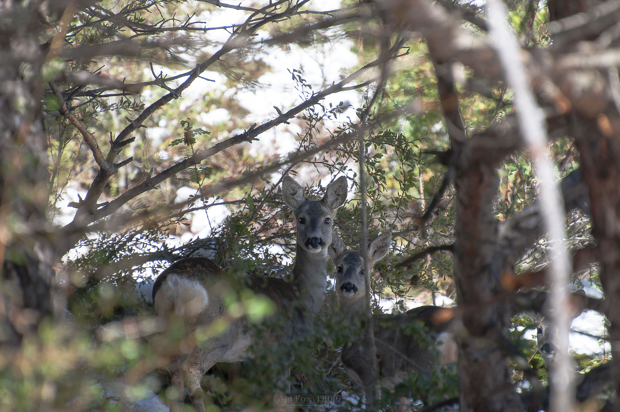 Nikon D5000 sample photo. Frame photography